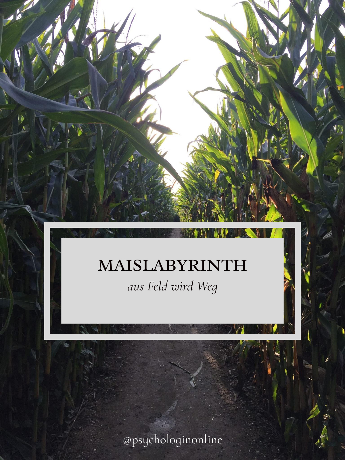 Maislabyrinth: Aus Feld wird Weg